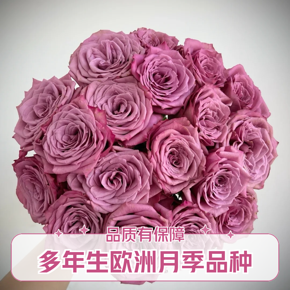 黑哥的花园磨砂质感深紫新奥尔良月季单头切花瓶插13天阳台庭院必