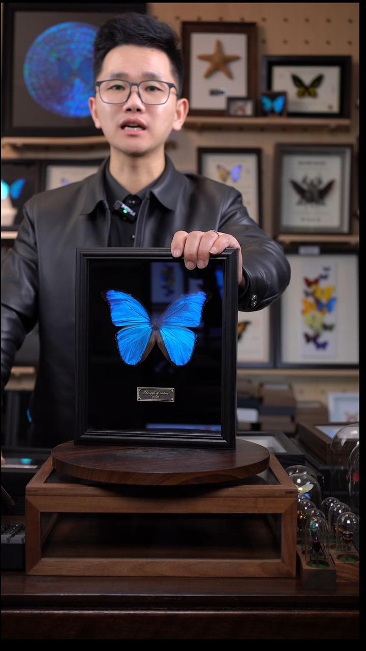 大蓝闪蝶黑绒底版10寸欧式框（带证书）
