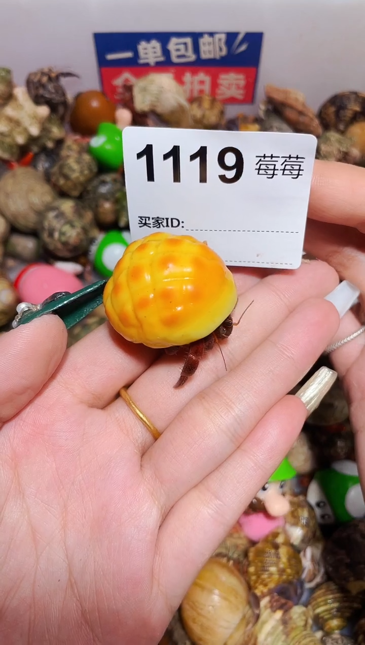 陌派甄选寄居蟹1119，1.8口