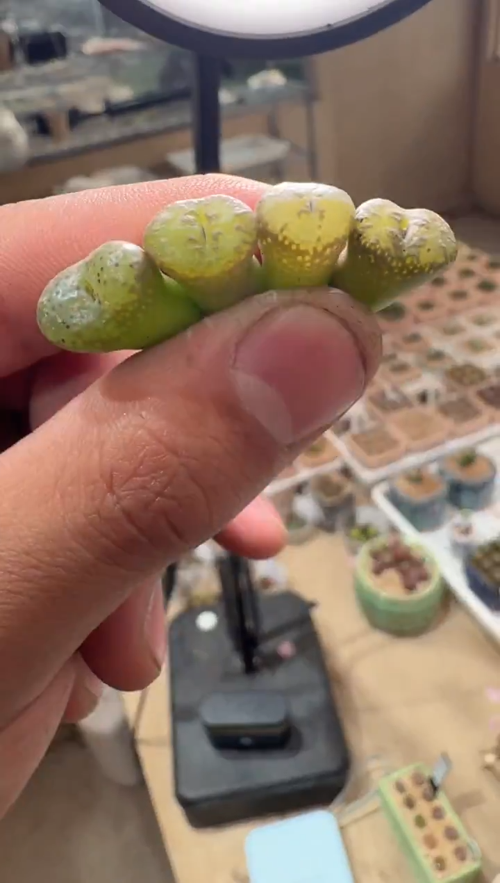 18多肉植物肉锥勋章一颗