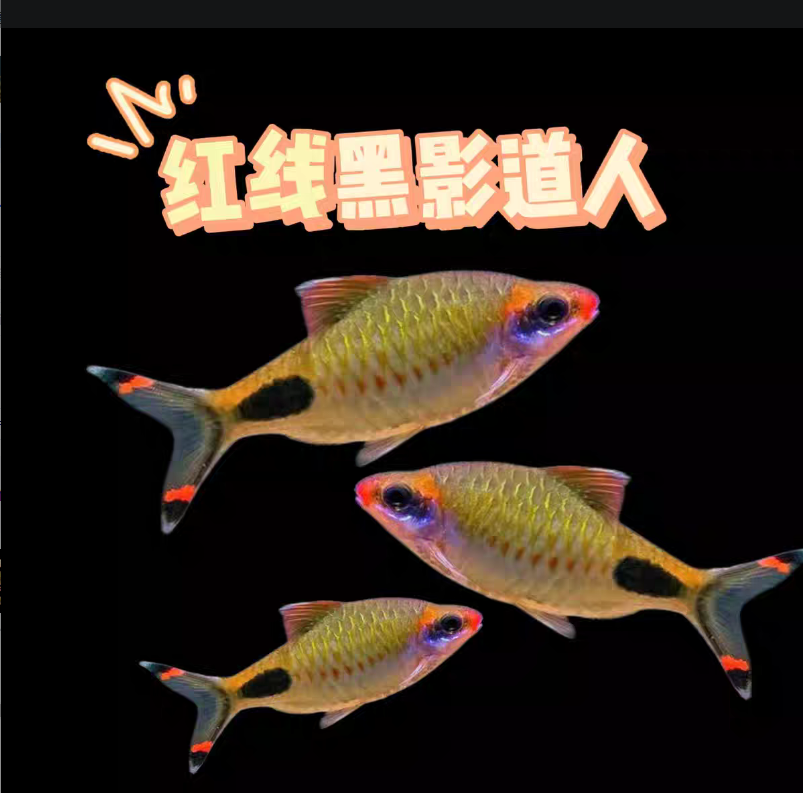 红线黑影道人（观赏鱼任意凑三单发货，一单不发）