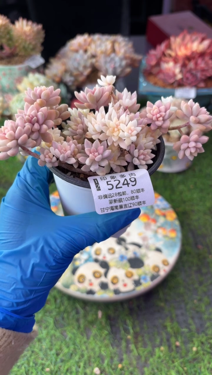 昆明印象多肉5249
