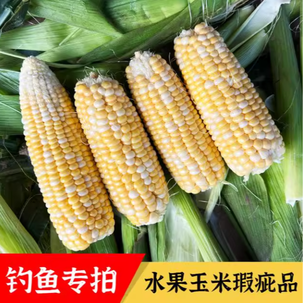 （钓鱼果）双色水果玉米钓鱼专用果新鲜采摘瑕疵果