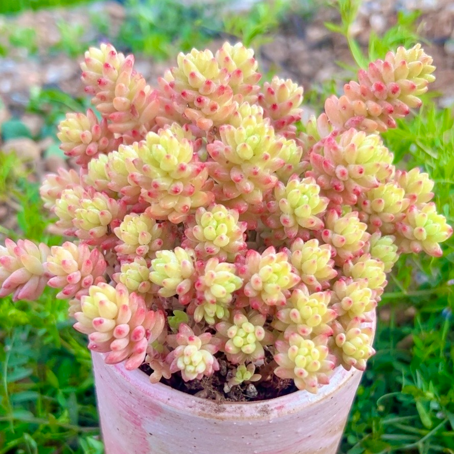 慢悠花房 花团锦 阳台绿植园艺盆栽花卉庭院多肉植物