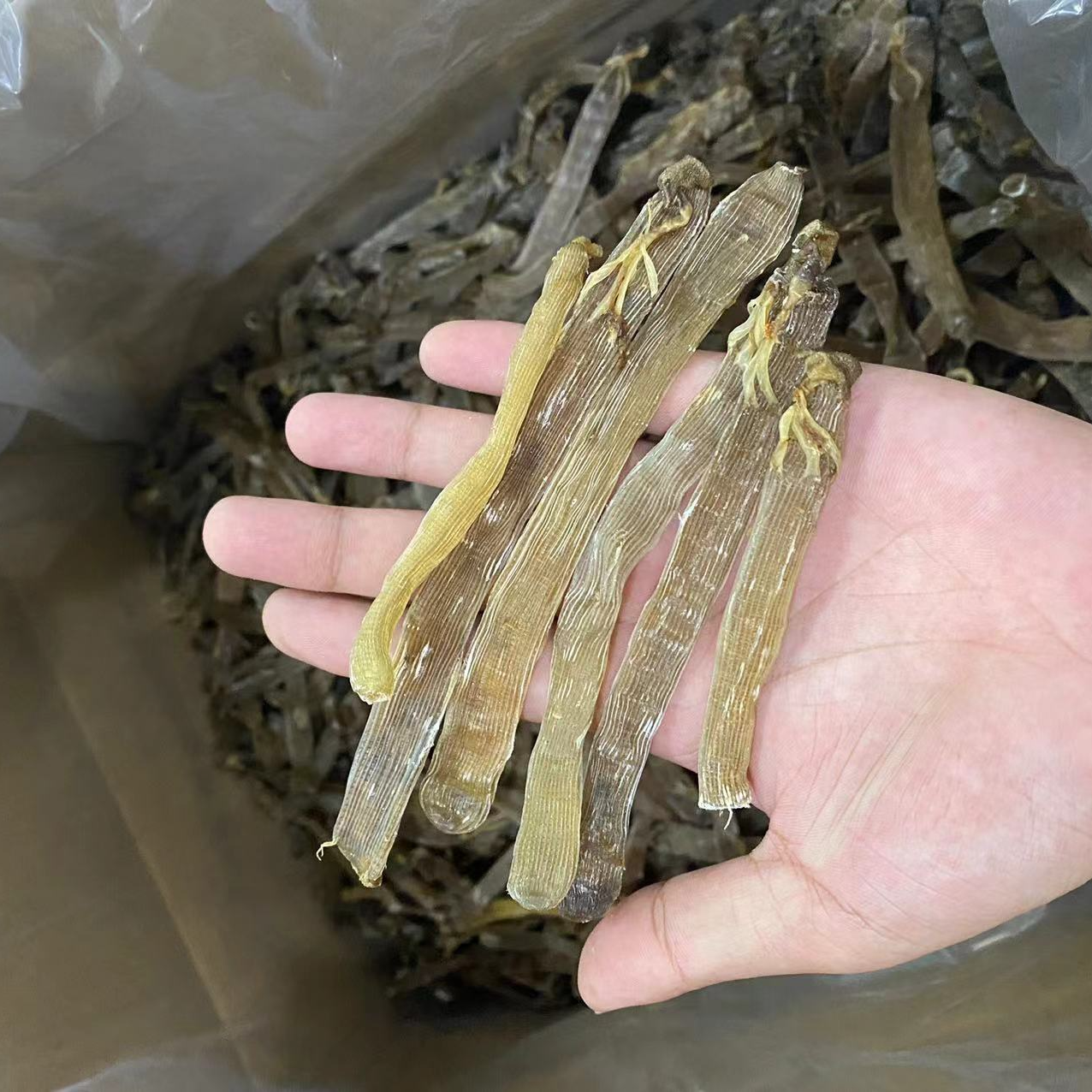 大沙虫 足干去沙袋无沙海产干货 煲汤煲粥鲜甜味美食用