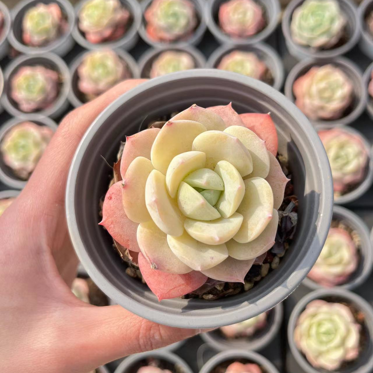 【恋曲】 精品多肉 云南基地直发 精养精控