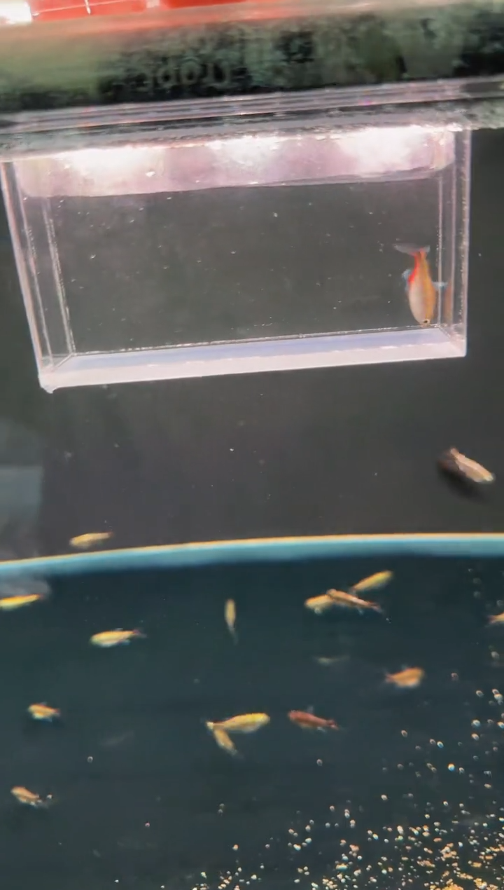 灯科鱼白金赤霞*1