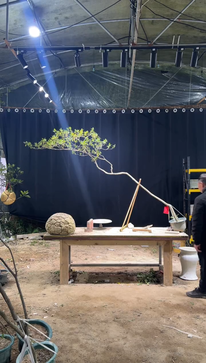 无花朵嗨* 海岛栀子花