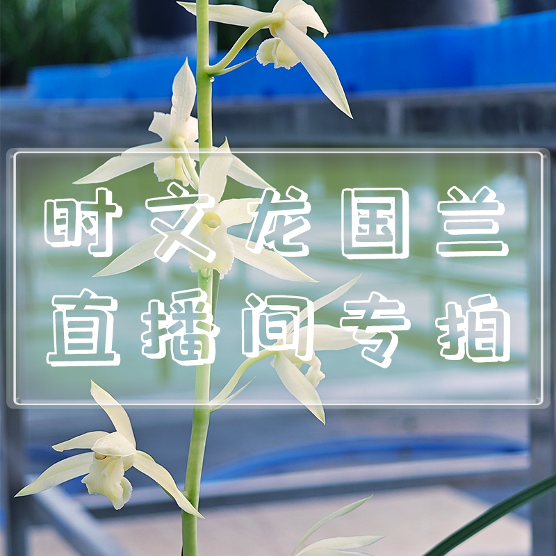 （200-2000）  直播间一物一拍  裸根发货顺丰发货  下单链接