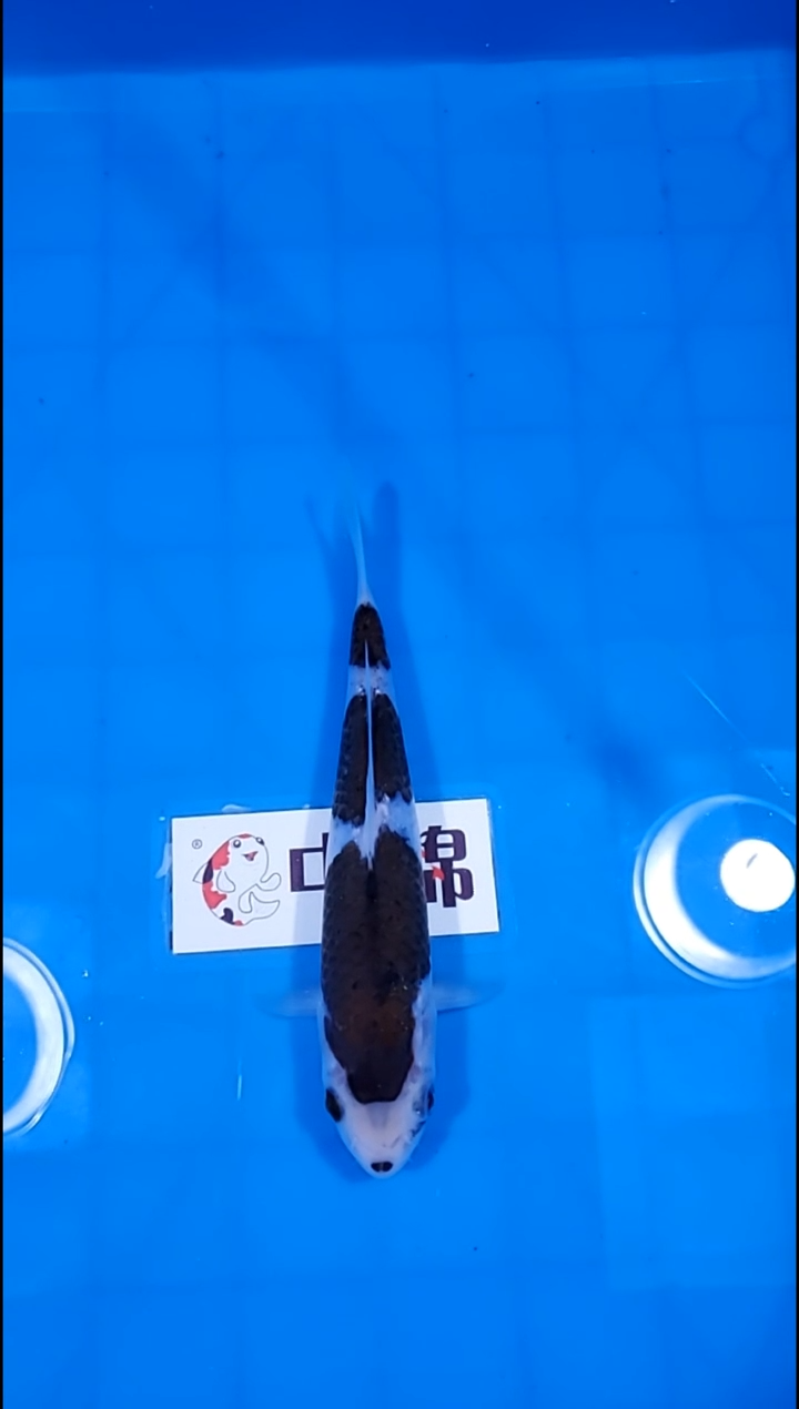 锦鲤【251227-12】印尼墨衣 30部 不详 鱼跃龙门