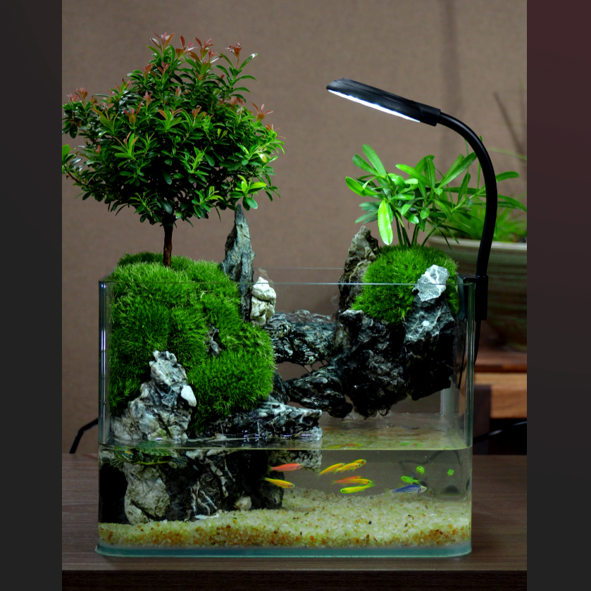 25长A室内桌面方缸小叶赤楠流水景观真实绿植创意景观组合可养鱼