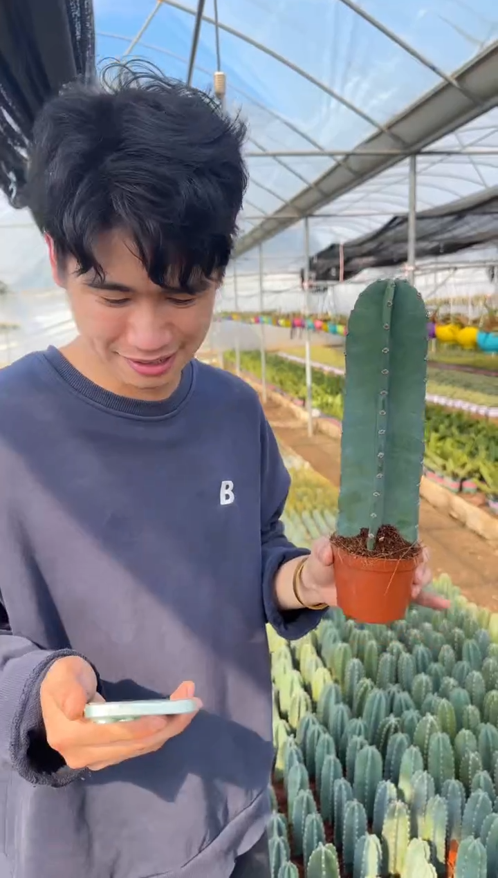 【带根】15cm+ 量天尺