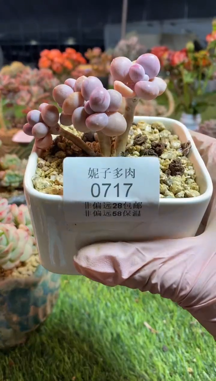 【闪购商品】0717a