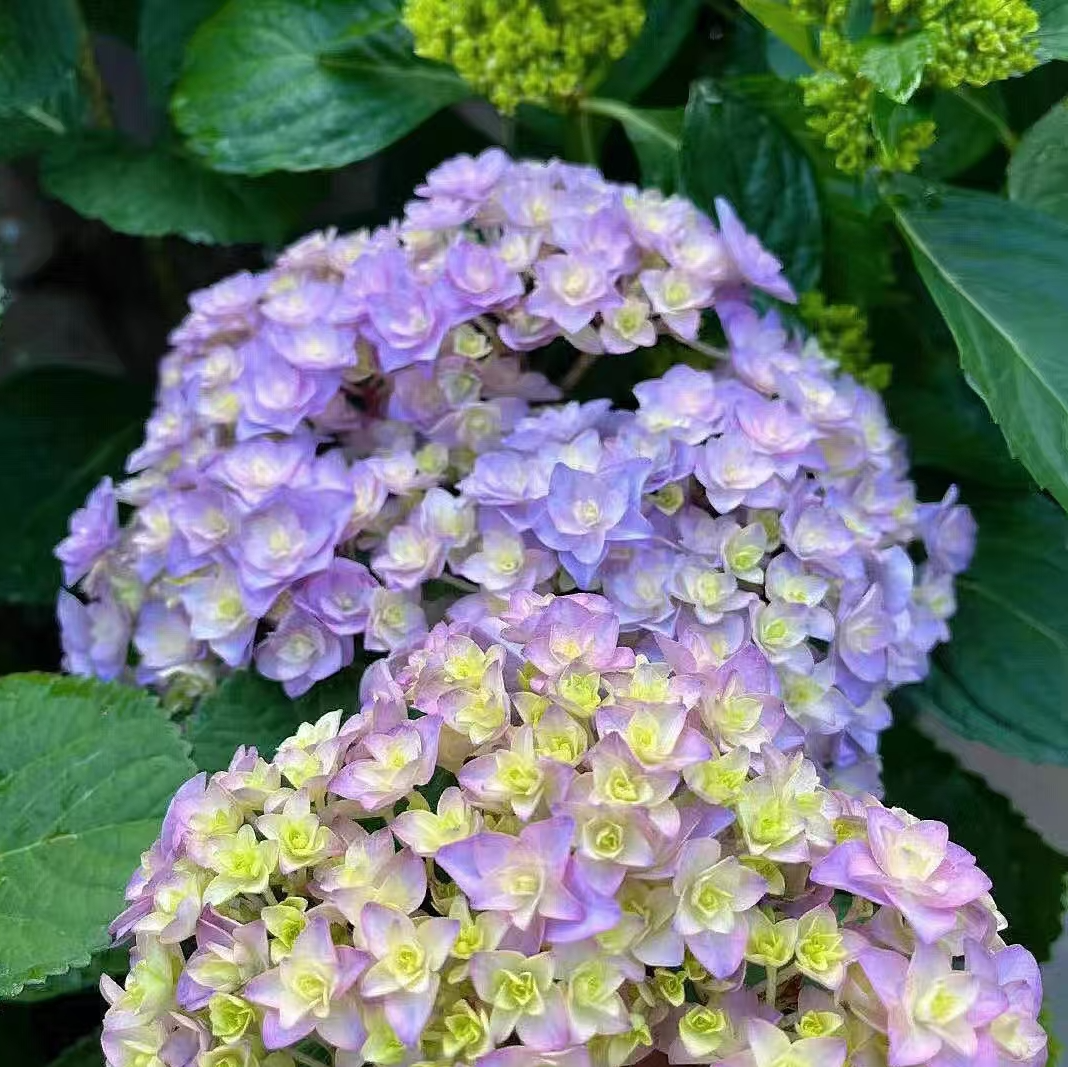 【嘉遇】太阳神殿 后期会变色 大花绣球盆栽花卉 带花苞发货2加仑