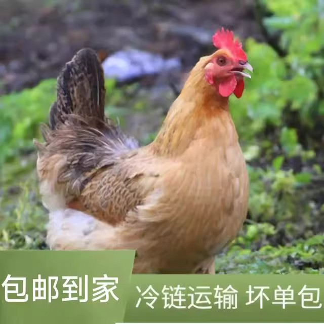 【拍一发三只】黑脚母鸡整只【不带内脏】母鸡散养急速锁鲜发货
