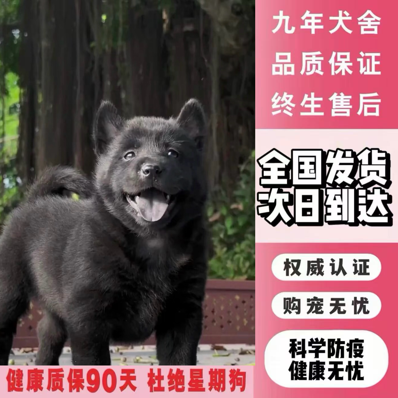 中华田园犬五黑五红黄狗白面白土松活体狗狗