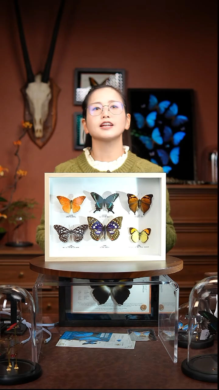 6蝴蝶组合小绿带版