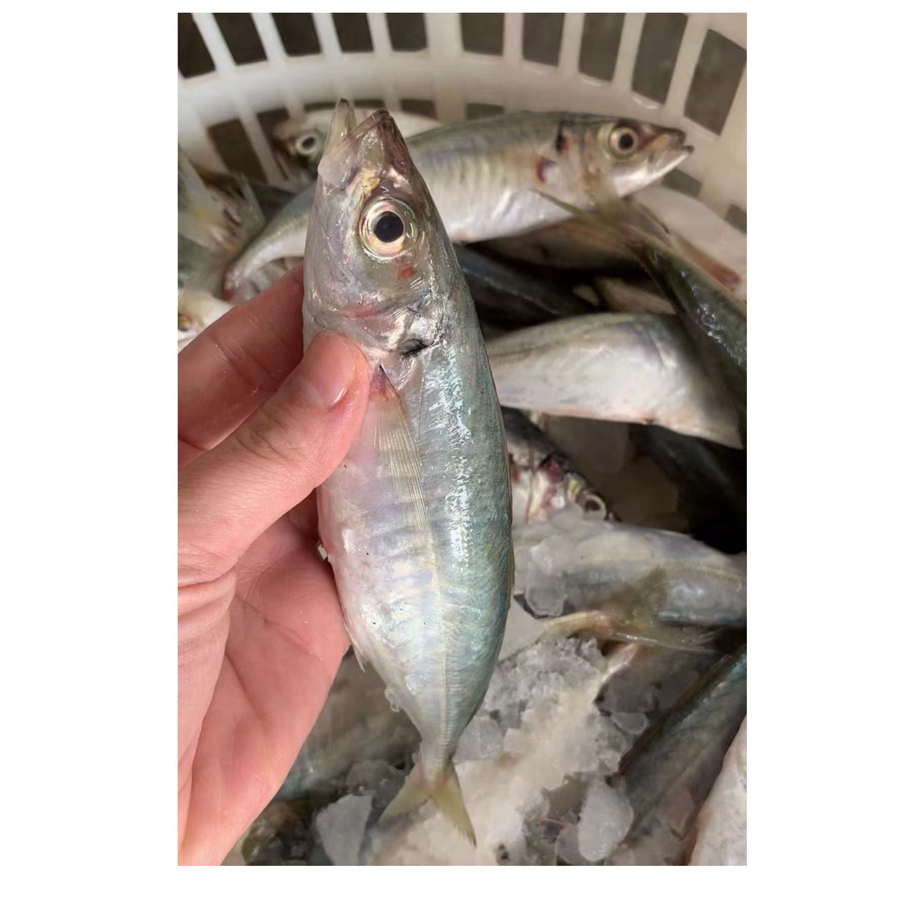 广东新鲜巴浪鱼【1斤7-9条到手5斤，不帮杀】