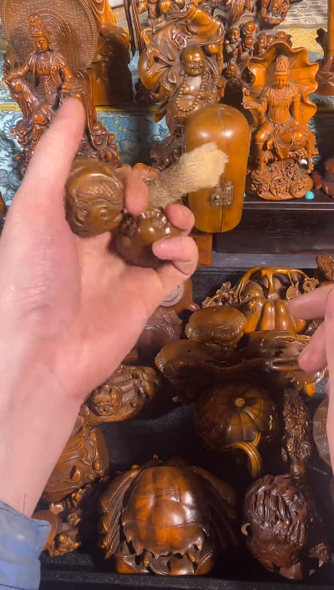 黄杨木11111111111111