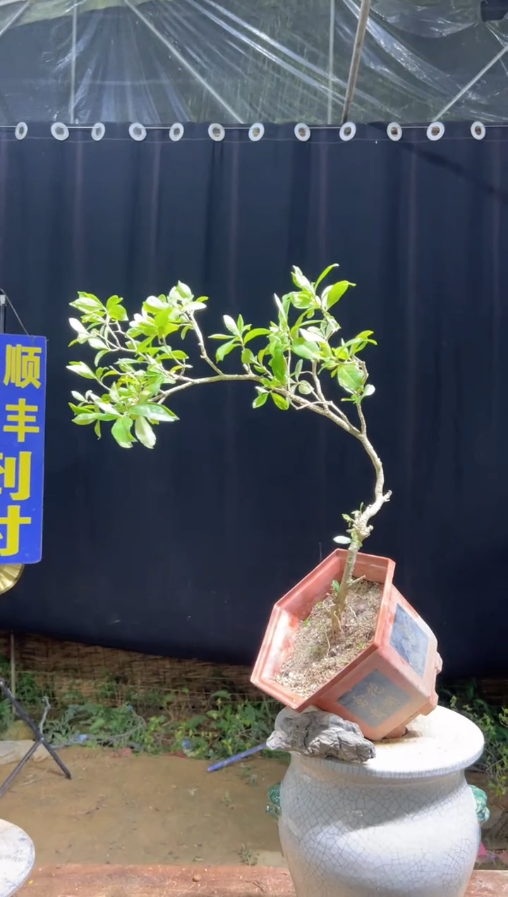 当前无花栽培后可以开花摩***?海岛栀子花