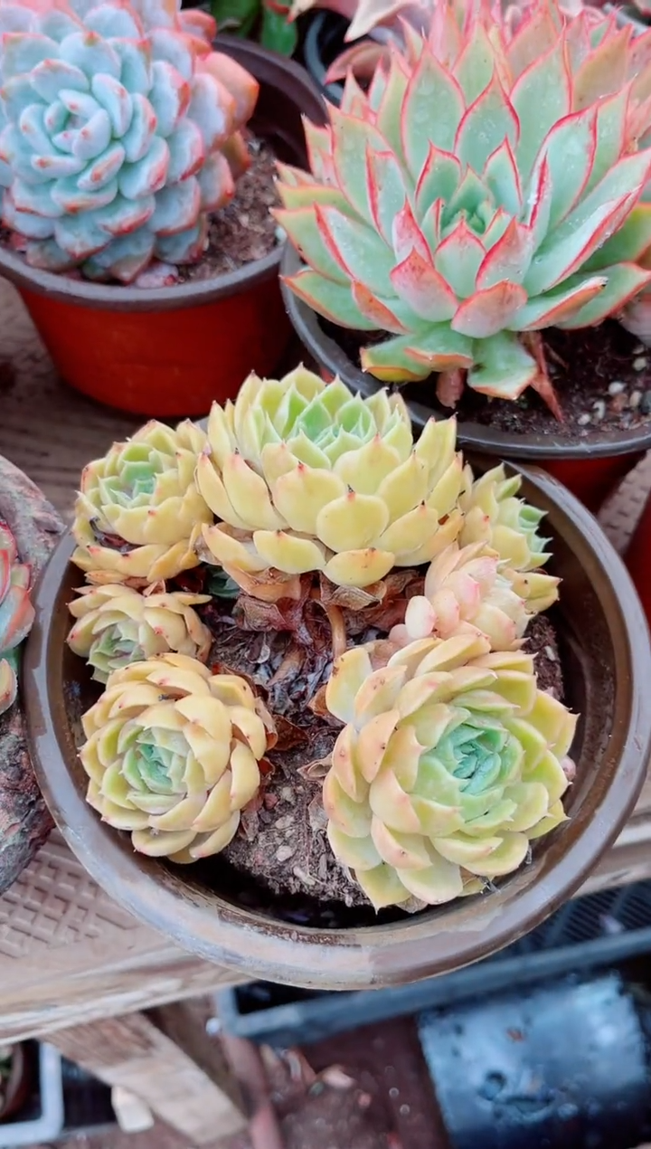 安**?30036多肉植物一物一拍