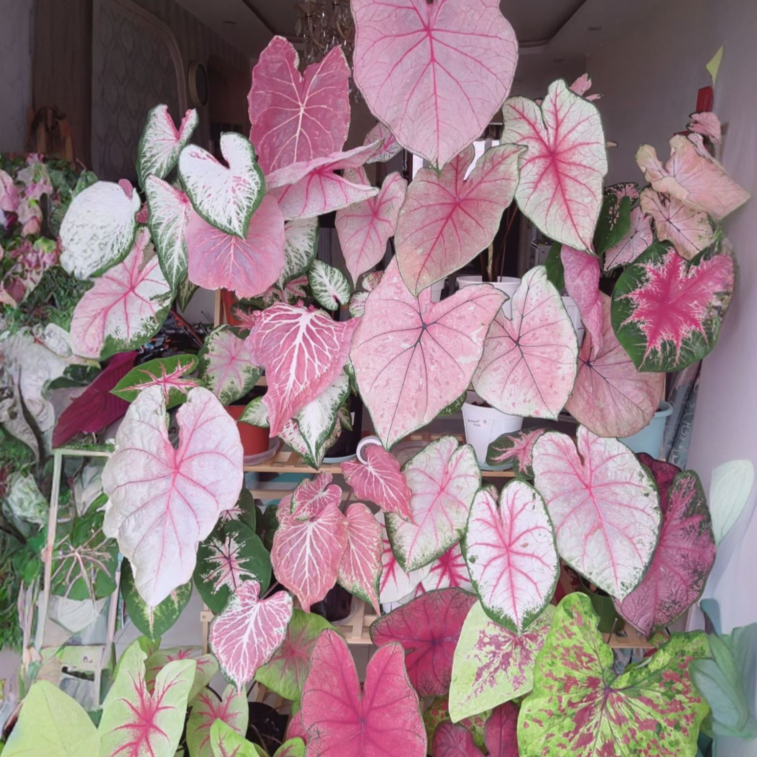 【一物一拍链接】彩叶芋自选品清棚价，部分叶片消耗，瑕疵  无售后
