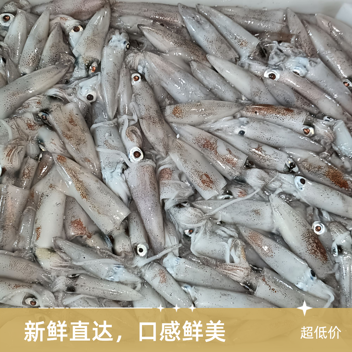 野生灯光小管 厦门发货 顺丰送货到家