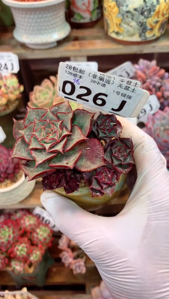 026J（一物一拍，精品多肉，w所见即所得 ）