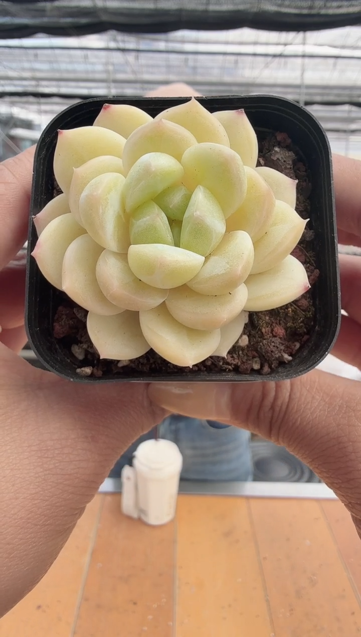 东云多肉园新款-131