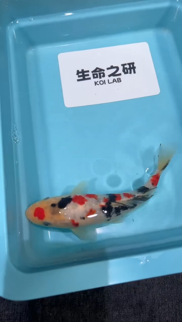 锦鲤坂井当岁小牙签