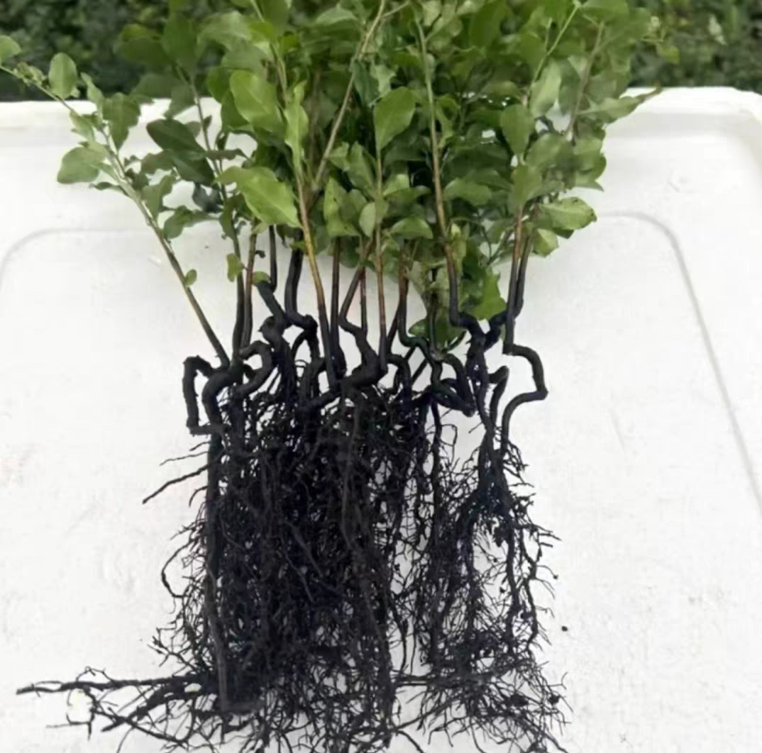 老鸦柿精品生桩绿植庭院观果盆景观赏盆栽不带土