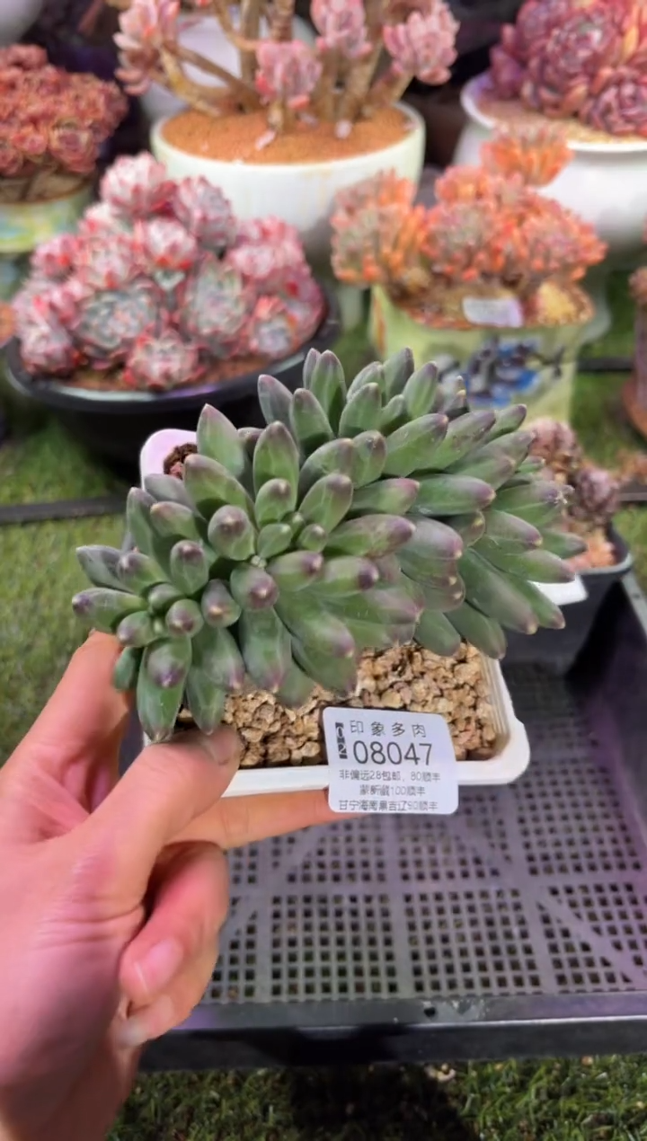 【闪购商品】08047