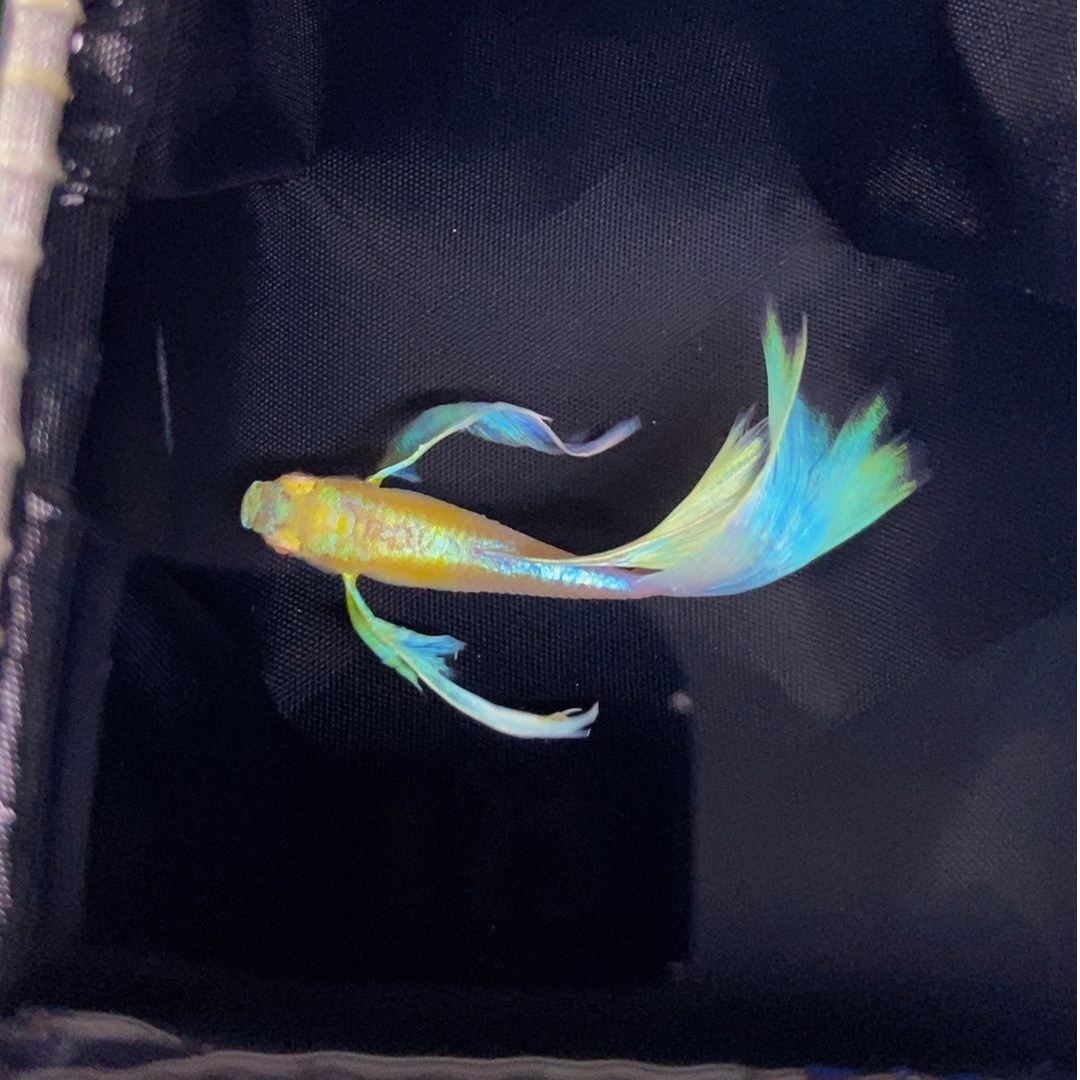 精品孔雀鱼顺丰发货联系客服一对一挑鱼