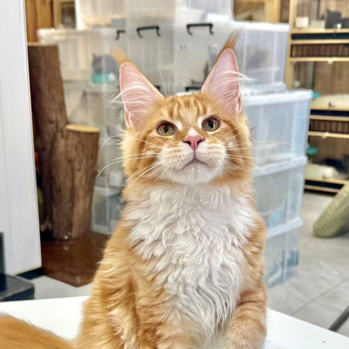 来了姊妹-红白缅因猫 弟弟 028