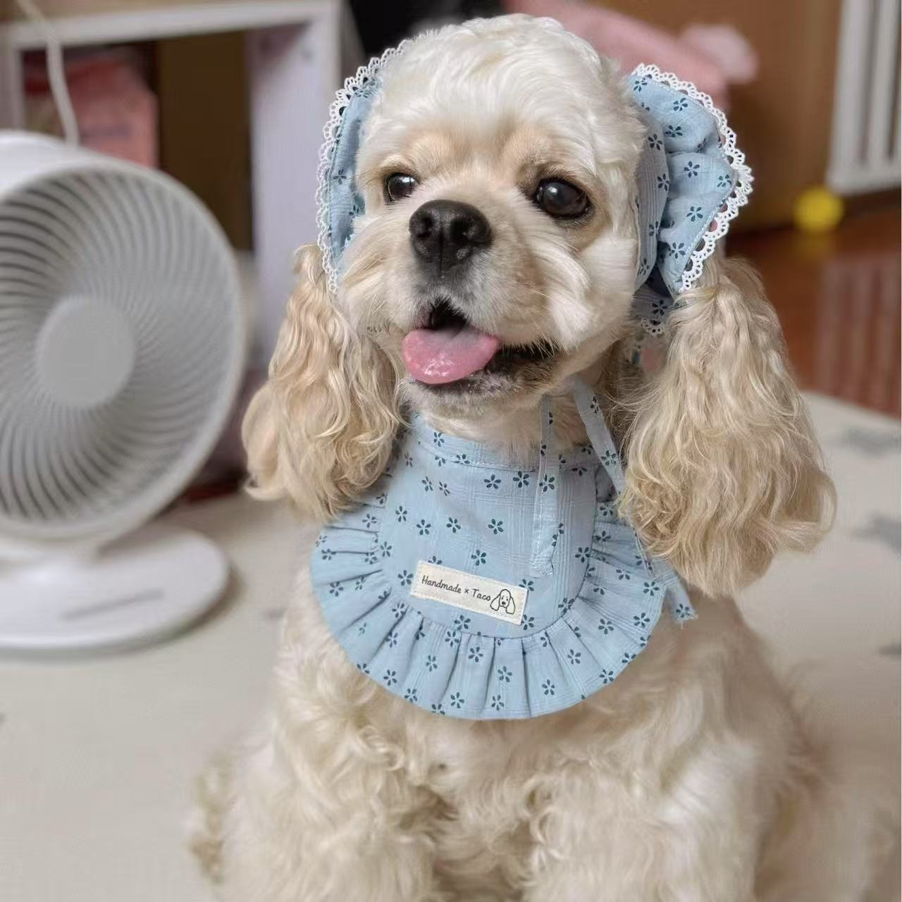 小萌主的甜美&美卡伴侣犬女朋友礼物聪明温顺乖小狗甜美卡哇伊