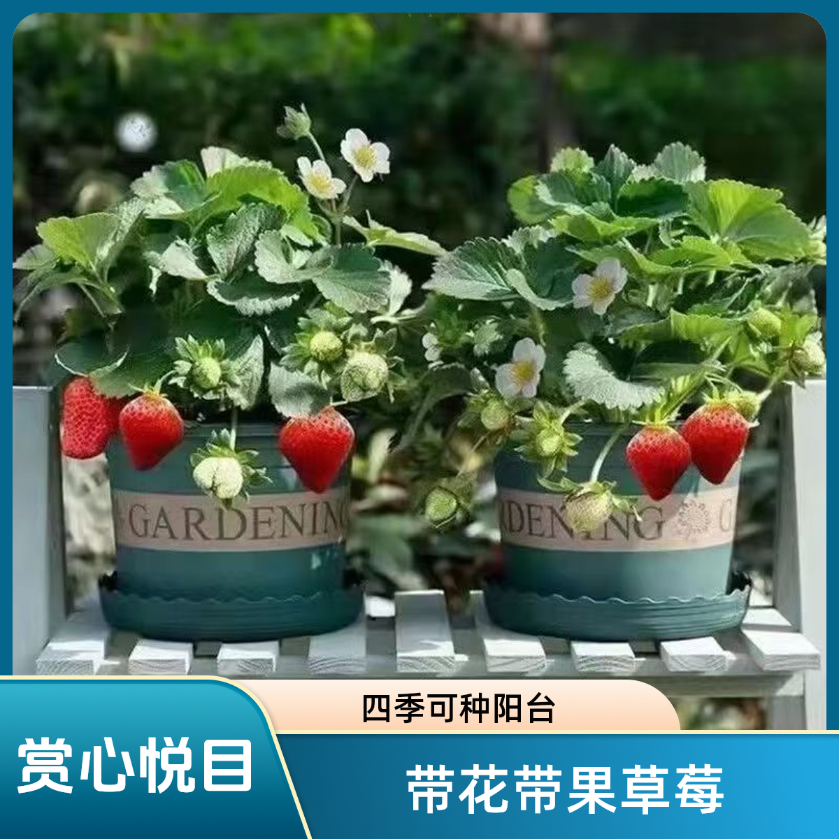 {带花带果}四季草莓混装土球加仑盆大果奶油草莓绿植阳台宁玉草莓