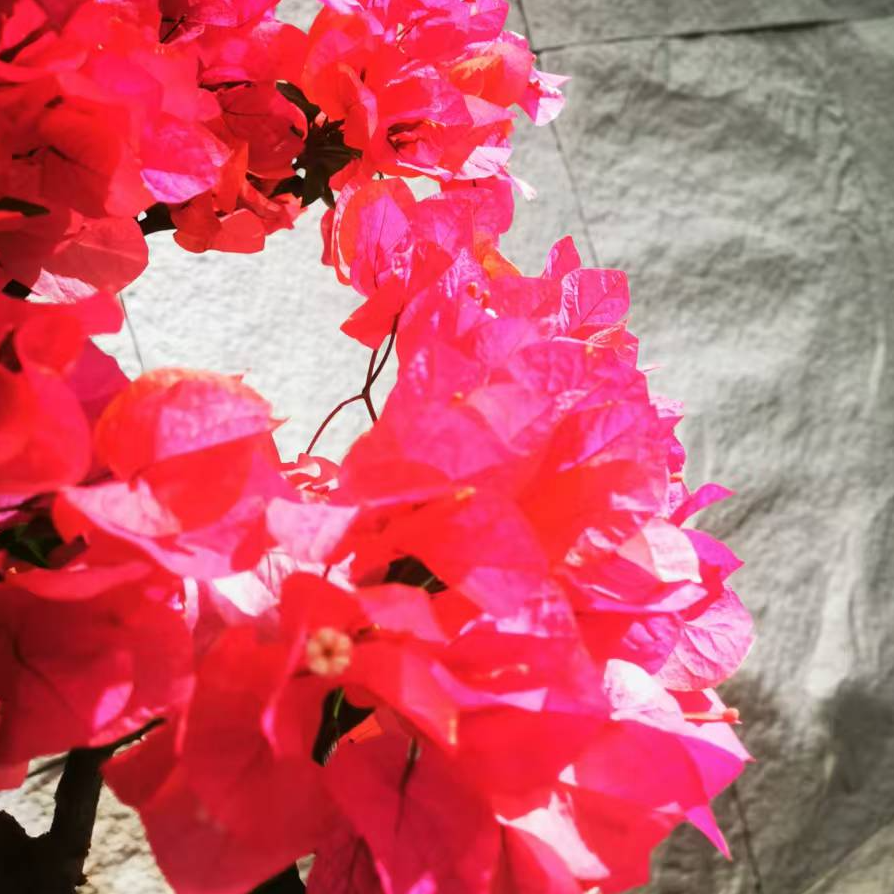 精品老桩三角梅造型老桩三角梅客厅阳台庭院摆件【非直播期间勿拍】