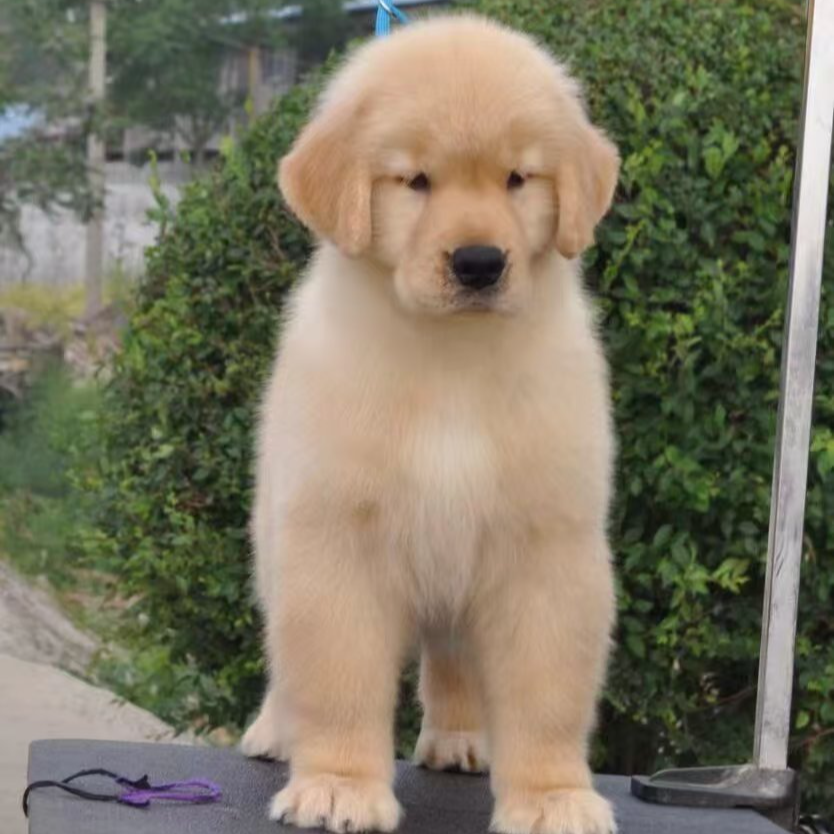（金桔金毛）T狗狗活体