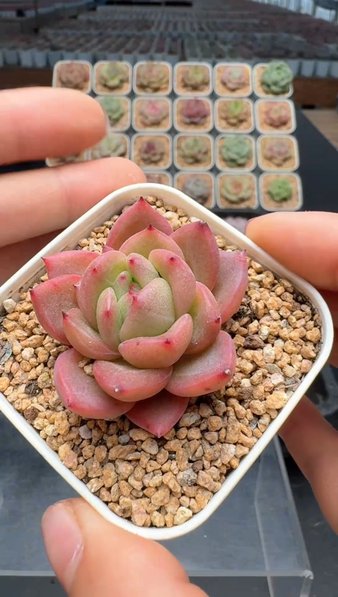 【闪购商品】326号 珍妮杂交多肉 花卉植物