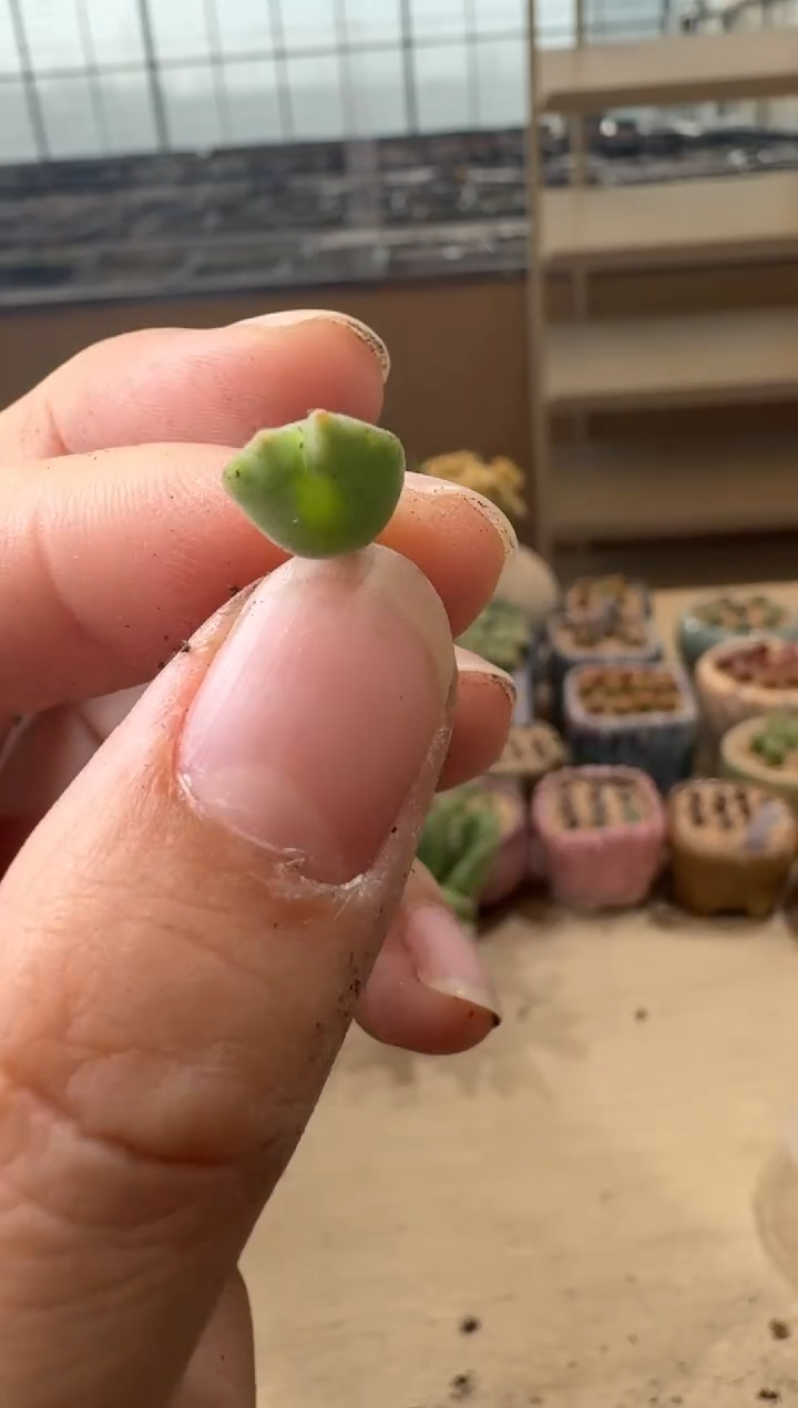 8-138多肉植物肉锥