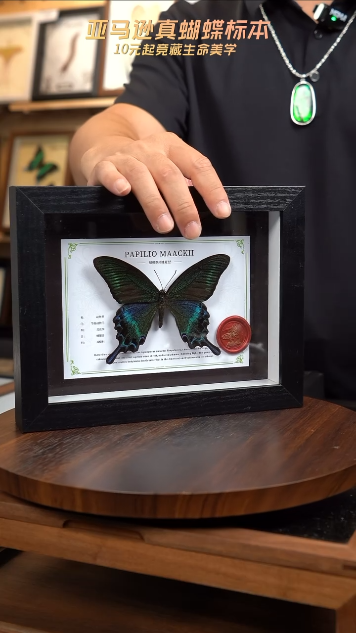 绿带翠凤蝶夏型8寸黑框国风版