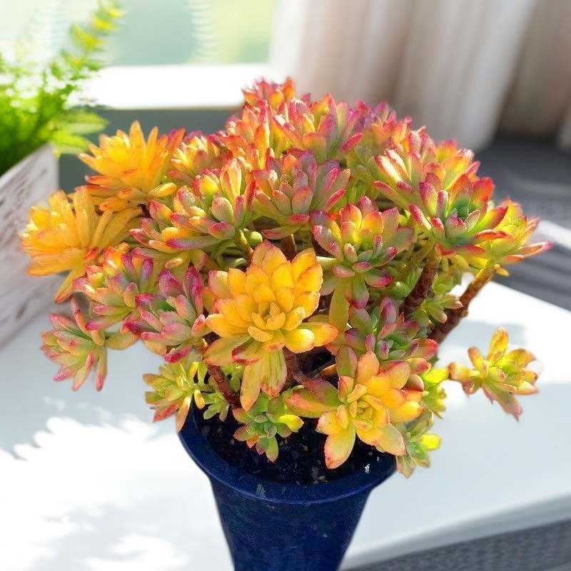 米淇家七彩绚丽叮当锦多肉植物【脱土发货】