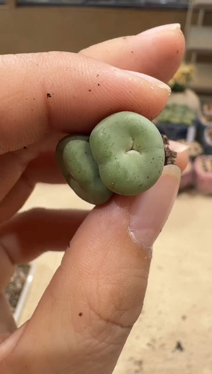 海****翔8-19多肉植物肉锥