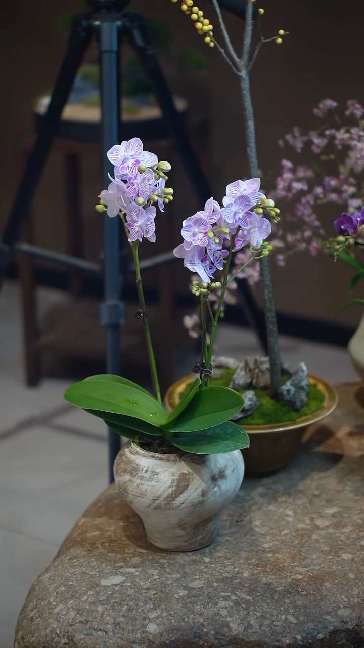 全部花朵梦境蝴蝶兰盆景盆景