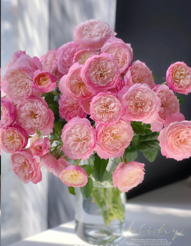 【德芮尔】康斯坦茨 任意拍下三单包顺空鲜切花10支装奥斯丁花型