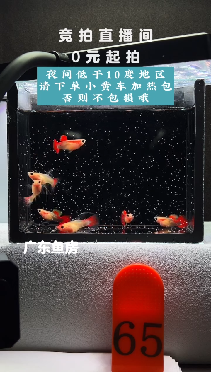 孔雀鱼红礼服玻璃猫7只编号65