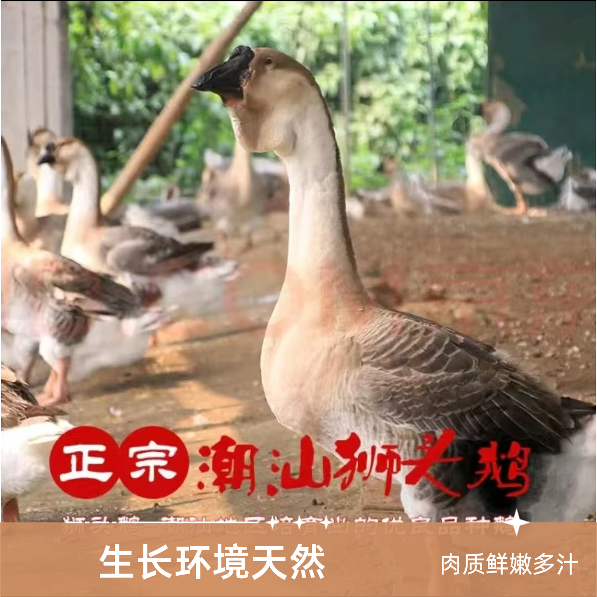  (三两左右)特大种狮头鹅肉肉干顺丰速运