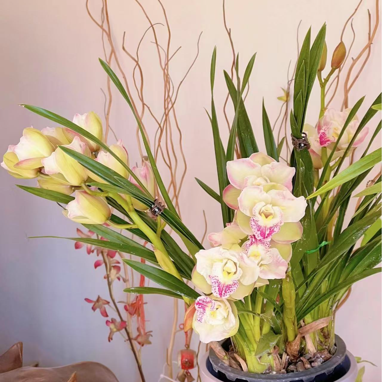 【重瓣三星蝶 】大花蕙兰年宵花 绿植盆栽花卉室内好养易活带盆发货
