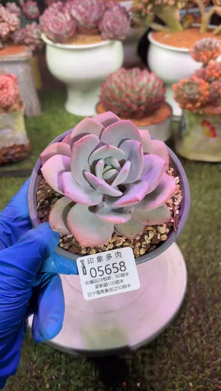 【闪购商品】05658