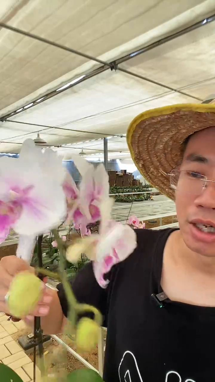 大部分开放少量花苞粉仙女